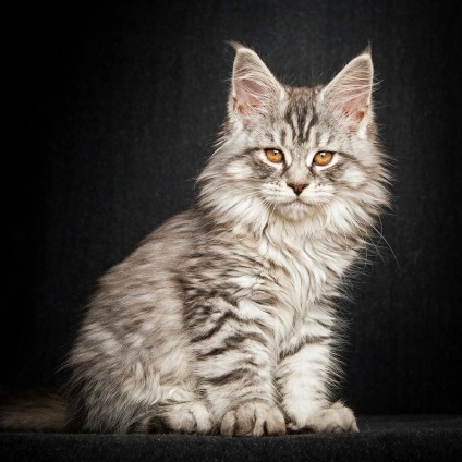 Американська єнотова кішка maine coon