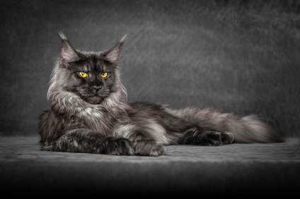 Американська єнотова кішка maine coon