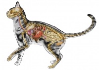 анатомія кішки