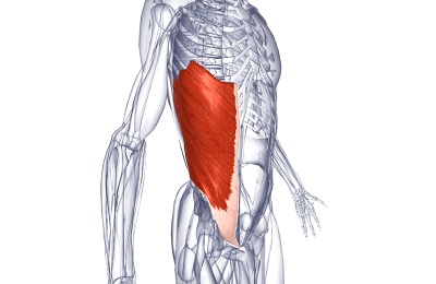 Anatomia mușchilor abdominali ai unui bărbat