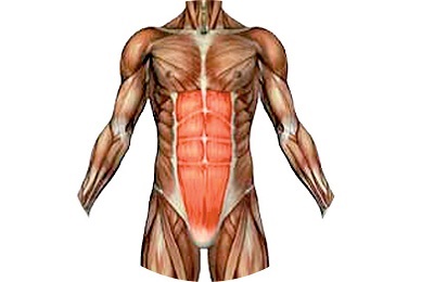 Anatomia mușchilor abdominali ai unui bărbat