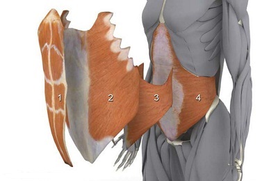 Anatomia mușchilor abdominali ai unui bărbat