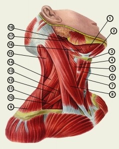 Anatomia mușchilor gâtului, formarea extraordinară - putere, fitness și culturism, creșterea masei musculare