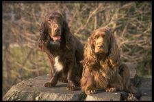 Angol cocker spániel, cocker ápolás, fésülés kefe, vágás fodrász Cocker,