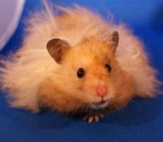 Angora hamster de îngrijire și de conținut, fotografie