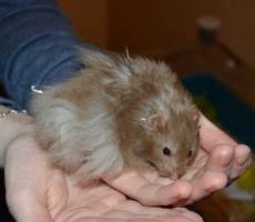 Angora hamster de îngrijire și de conținut, fotografie