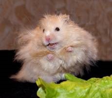 Angora hamster de îngrijire și de conținut, fotografie