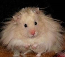 Angora hamster de îngrijire și de conținut, fotografie
