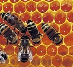 Апіпродукт для здоров'я і краси бджолиний віск здорове харчування