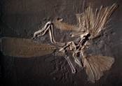 Arheopteryx litografica
