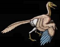 Archaeopteryx lithographica