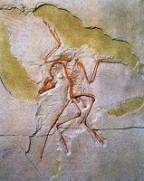 Archaeopteryx lithographica