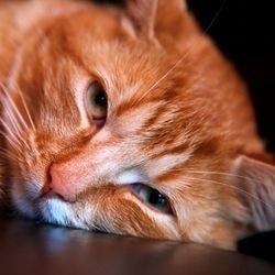 Авітаміноз у кішок, як визначити недолік вітамінів - все про котів і кішок з любов'ю