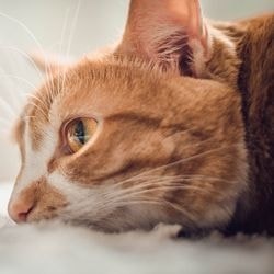 Avitaminoza la pisici, modul de determinare a lipsei de vitamine - totul despre pisici si pisici cu dragoste