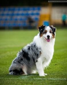 Australian Shepherd - a leírás, fotók, keres, hogy hol vásárolnak - az életem