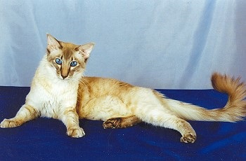 Балинезийская кішка