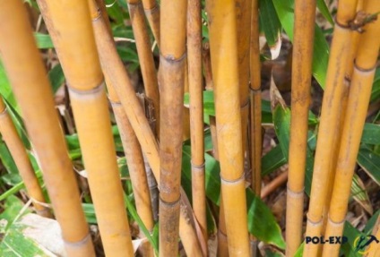 Паркет бамбуковий - особливості покриття і методи укладання!