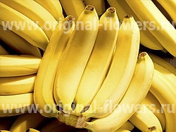 Банан (musa) фото, опис