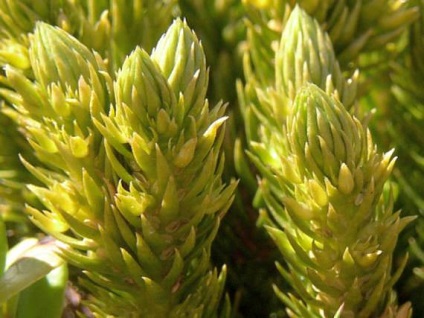 Баранець трава - властивості і застосування баранца, баранець плавун, звичайний, статті на