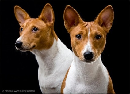 Basenji nu latră, ciudat rase de câini