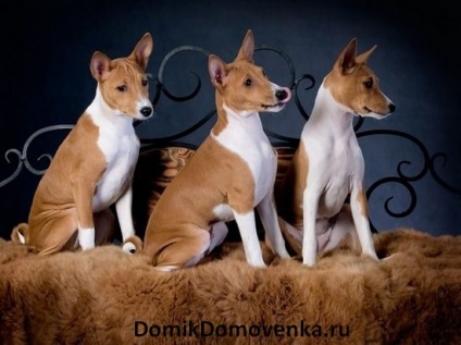 Basenji nu latră, ciudat rase de câini