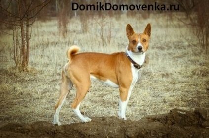 Basenji nu latră, ciudat rase de câini