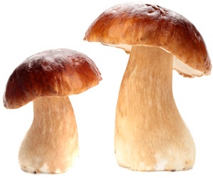 Ciuperca alba - proprietati utile si periculoase ale ciupercilor albe