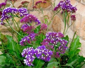 Immortelle - specie, trăsături de cultivare și proprietăți utile, casa și grădina noastră este casa noastră și grădina