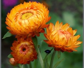 Immortelle - specie, trăsături de cultivare și proprietăți utile, casa și grădina noastră este casa noastră și grădina