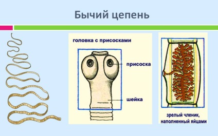 Бичачий ціп'як причини появи, симптоми, лікування