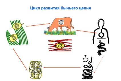 Бичачий ціп'як причини появи, симптоми, лікування