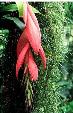 Billbergia - leírás, karbantartás, szorzás, greenhome (leírás) Billbergia - leírás, karbantartás, szorzás, Greenhome
