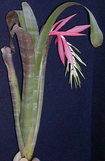 Billbergia - leírás, karbantartás, szorzás, greenhome (ellátás) Billbergia - leírás, karbantartás, szorzás, Greenhome