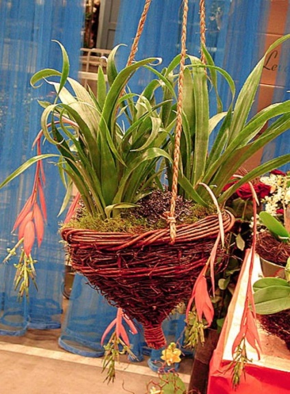 Billbergia - leírás, karbantartás, szorzás, greenhome (leírás) Billbergia - leírás, karbantartás, szorzás, Greenhome