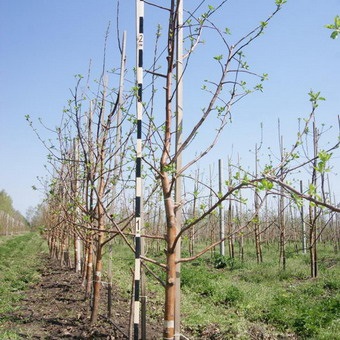 Boli ale copacilor de măr și de pere și controlul lor, semne de boli ale pomilor fructiferi