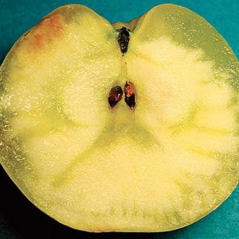 Хвороби яблунь і груш фото і боротьба з ними, ознаки хвороб плодових дерев