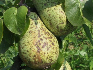 Boli ale copacilor de măr și de pere și controlul lor, semne de boli ale pomilor fructiferi