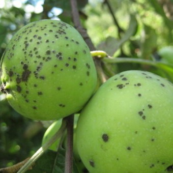 Хвороби яблунь і груш фото і боротьба з ними, ознаки хвороб плодових дерев