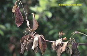 Betegségei alma és körte (betegség) Betegség alma és körte