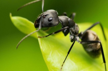 Борба с мравки, как да се отървем от мравки в къщата и апартамента