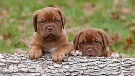 Dogue de Bordeaux fajtastandardtól bordó kutya, farok kialakulását anomália megjelenése hall törje kanyar