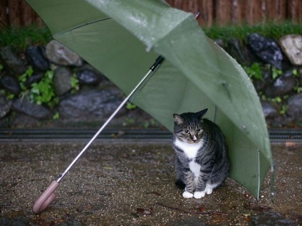 Tedd macskák félnek a súlyos vihar