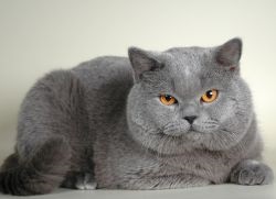 Британська короткошерста кішка - опис породи