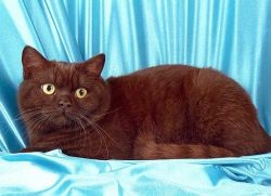 Британська короткошерста кішка - опис породи