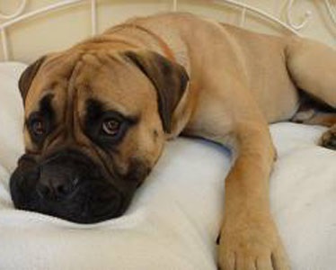 Bullmastiff - întâlnirea cu animalele de companie