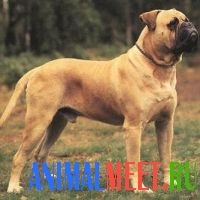 Bullmastiff - întâlnirea cu animalele de companie