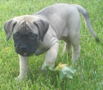 Bullmastiff - întâlnirea cu animalele de companie