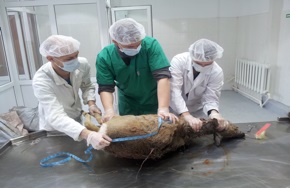 Központ diagnózis állatbetegségek - Primorye Állami Mezőgazdasági Akadémia