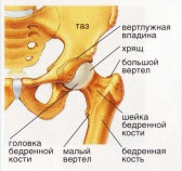 Center traumatológia és az ortopédia GB № 41
