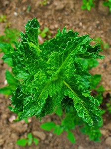 Ceai de la Basilur - menta marocană